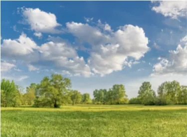 Green field